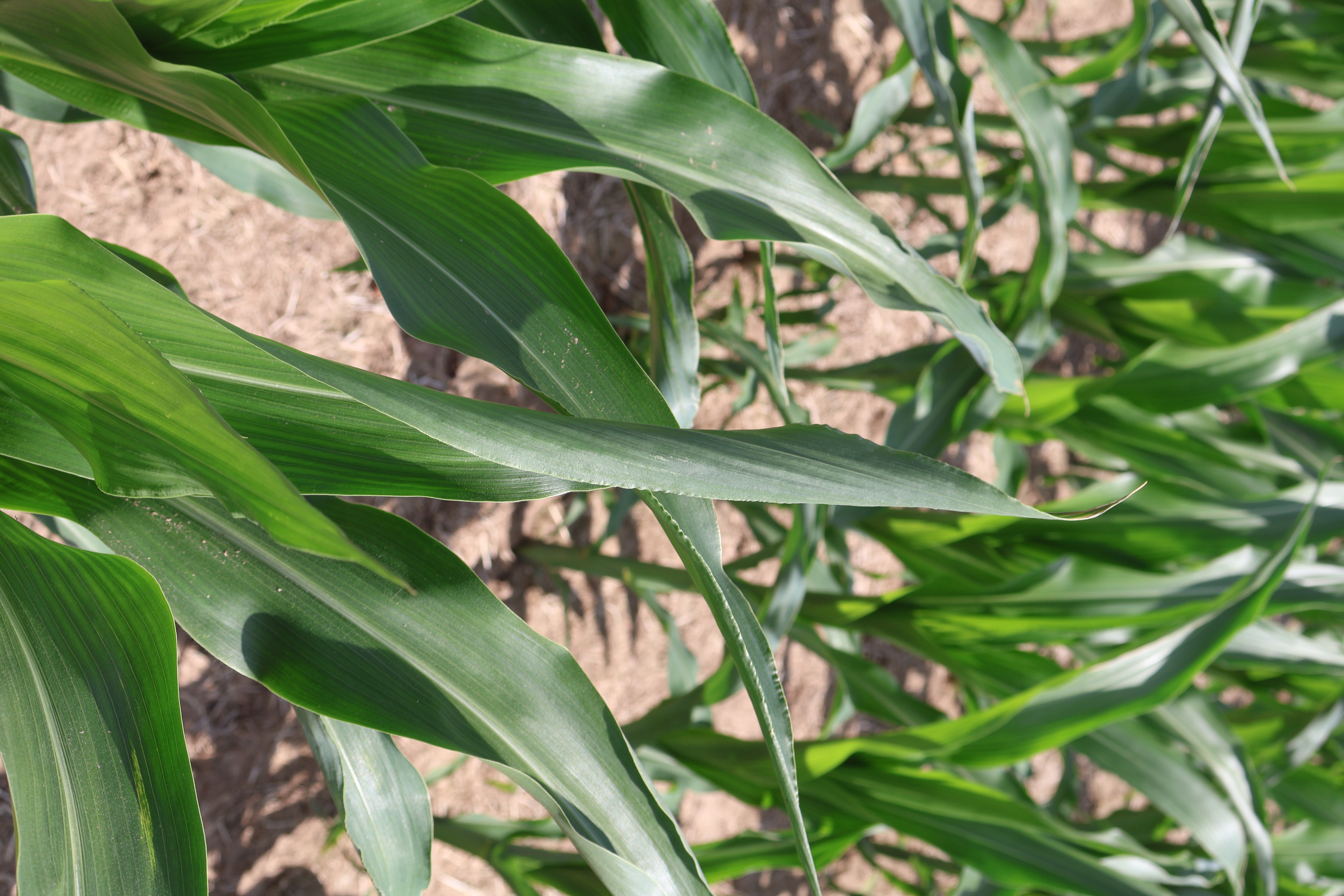 Corn leaves rolling inward due to water stress.